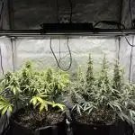 2x Hulkberry Auto