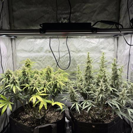 2x Hulkberry Auto