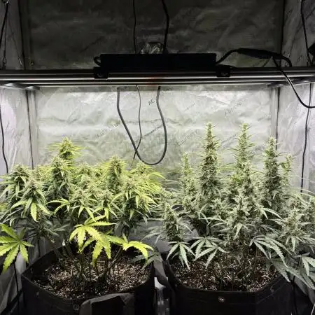 2x Hulkberry Auto