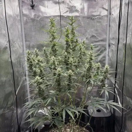 Lemon Haze Auto 70x70