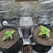2x Papaya Cookies Auto 90x50