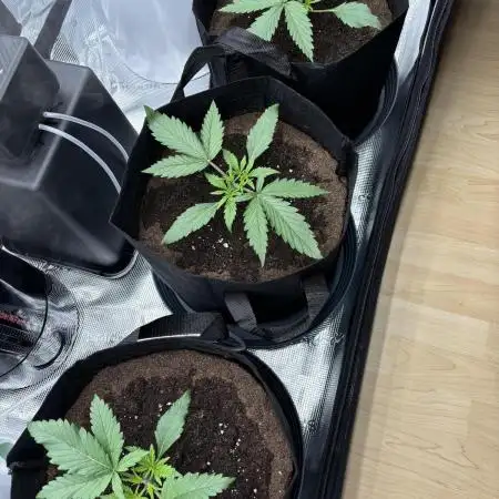 2x FastBuds Amnesia Z Auto