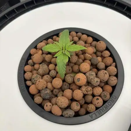 Fat Banana Auto in DWC