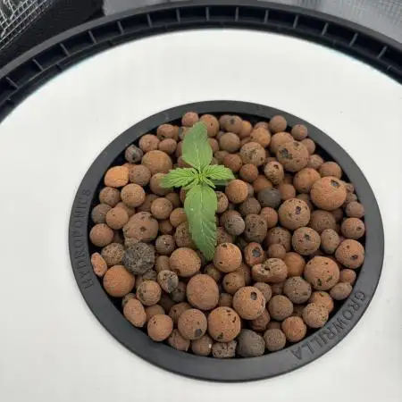 Fat Banana Auto in DWC