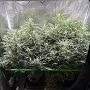 2x Fast Buds Z-UP Auto