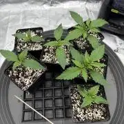 2x Fast Buds Z-UP Auto