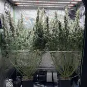 3x Fast Buds Orange Sherbet Auto