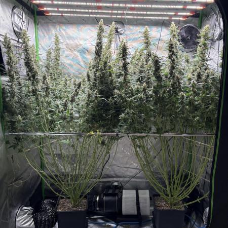 3x Fast Buds Orange Sherbet Auto