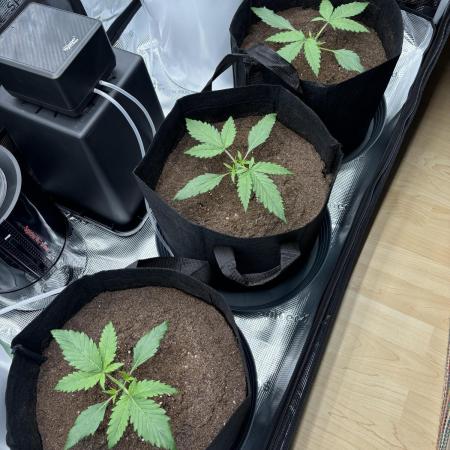 2x FastBuds Amnesia Z Auto