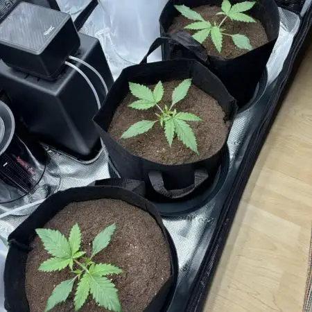 2x FastBuds Amnesia Z Auto
