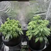 2x Papaya Cookies Auto 90x50