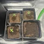 2x Papaya Cookies Auto 90x50