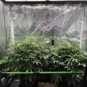 2x Fast Buds Z-UP Auto