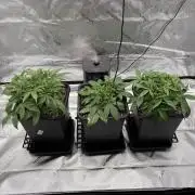 3x Fast Buds Orange Sherbet Auto