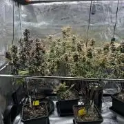 3x Fast Buds LSD-25 Auto