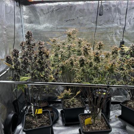 3x Fast Buds LSD-25 Auto