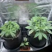 2x Papaya Cookies Auto 90x50