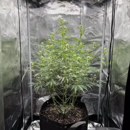 Lemon Haze Auto 70x70