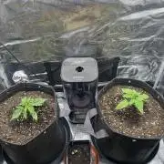 2x Papaya Cookies Auto 90x50