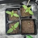 2x Papaya Cookies Auto 90x50