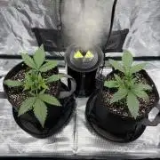 2x Fast Buds Z-UP Auto