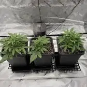3x Fast Buds Orange Sherbet Auto