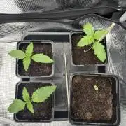 2x Papaya Cookies Auto 90x50