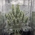 Lemon Haze Auto 70x70