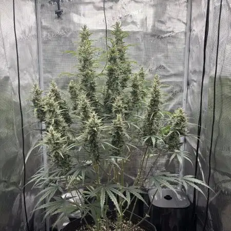 Lemon Haze Auto 70x70