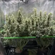 2x Fast Buds Z-UP Auto