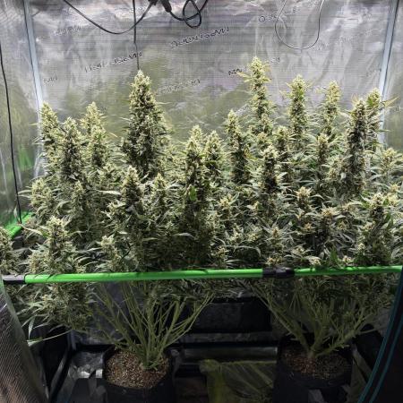 2x Fast Buds Z-UP Auto