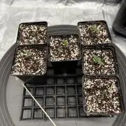 2x Fast Buds Z-UP Auto