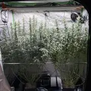 3x Fast Buds Orange Sherbet Auto