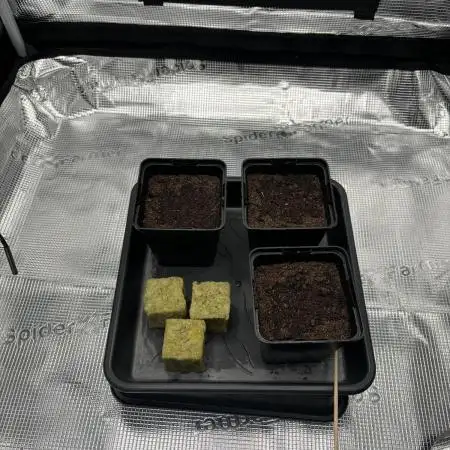 FastBuds Amnesia Z Auto in 70x70