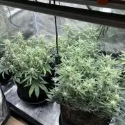 2x FastBuds Amnesia Z Auto