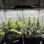 2x Hulkberry Auto