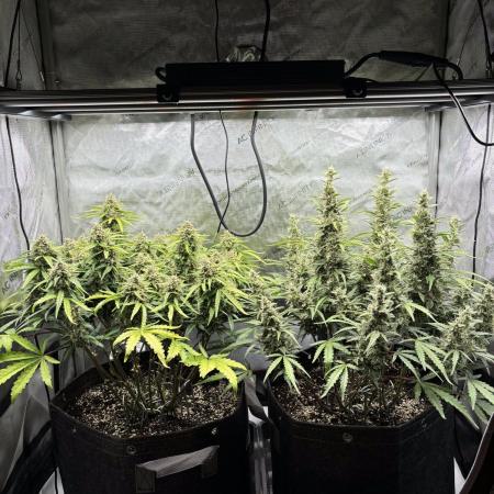 2x Hulkberry Auto