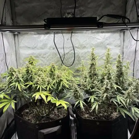 2x Hulkberry Auto