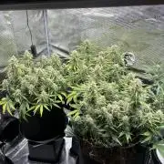 2x FastBuds Amnesia Z Auto