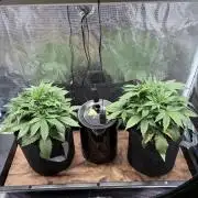 2x Fast Buds Z-UP Auto