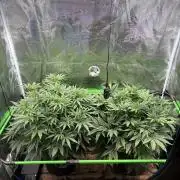 2x Fast Buds Z-UP Auto