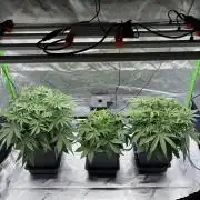 3x Fast Buds Orange Sherbet Auto