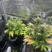 2x Papaya Cookies Auto 90x50