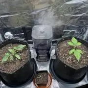 2x Papaya Cookies Auto 90x50