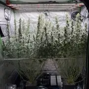 3x Fast Buds Orange Sherbet Auto