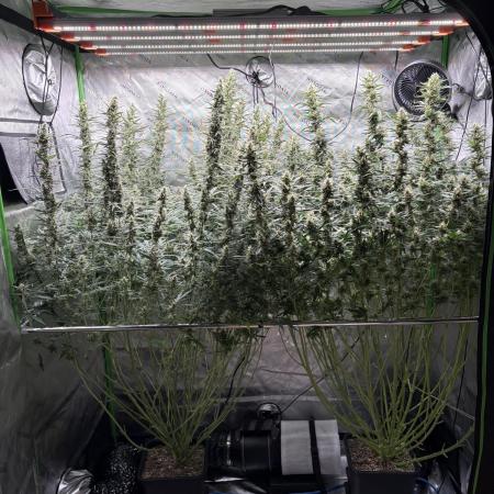 3x Fast Buds Orange Sherbet Auto