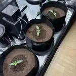 2x FastBuds Amnesia Z Auto