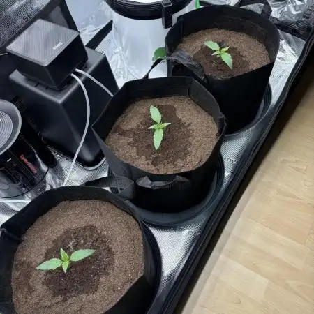 2x FastBuds Amnesia Z Auto
