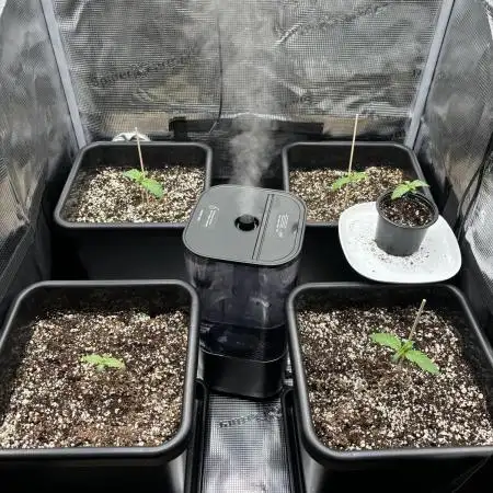 4x Strawberry Lemonade w/ Autopots 70x70