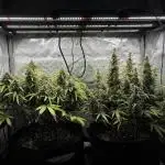 2x Hulkberry Auto